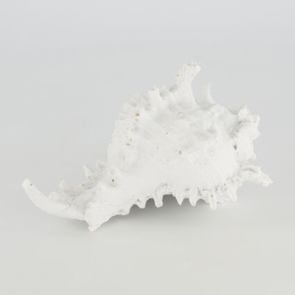 White Shell Ornament 13x17cm - Image 1 - please select to enlarge image