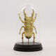 Gold Tone Scarab Beetle In Glass Jar Ornament 20x11cm  - Image 1 - please select to enlarge image